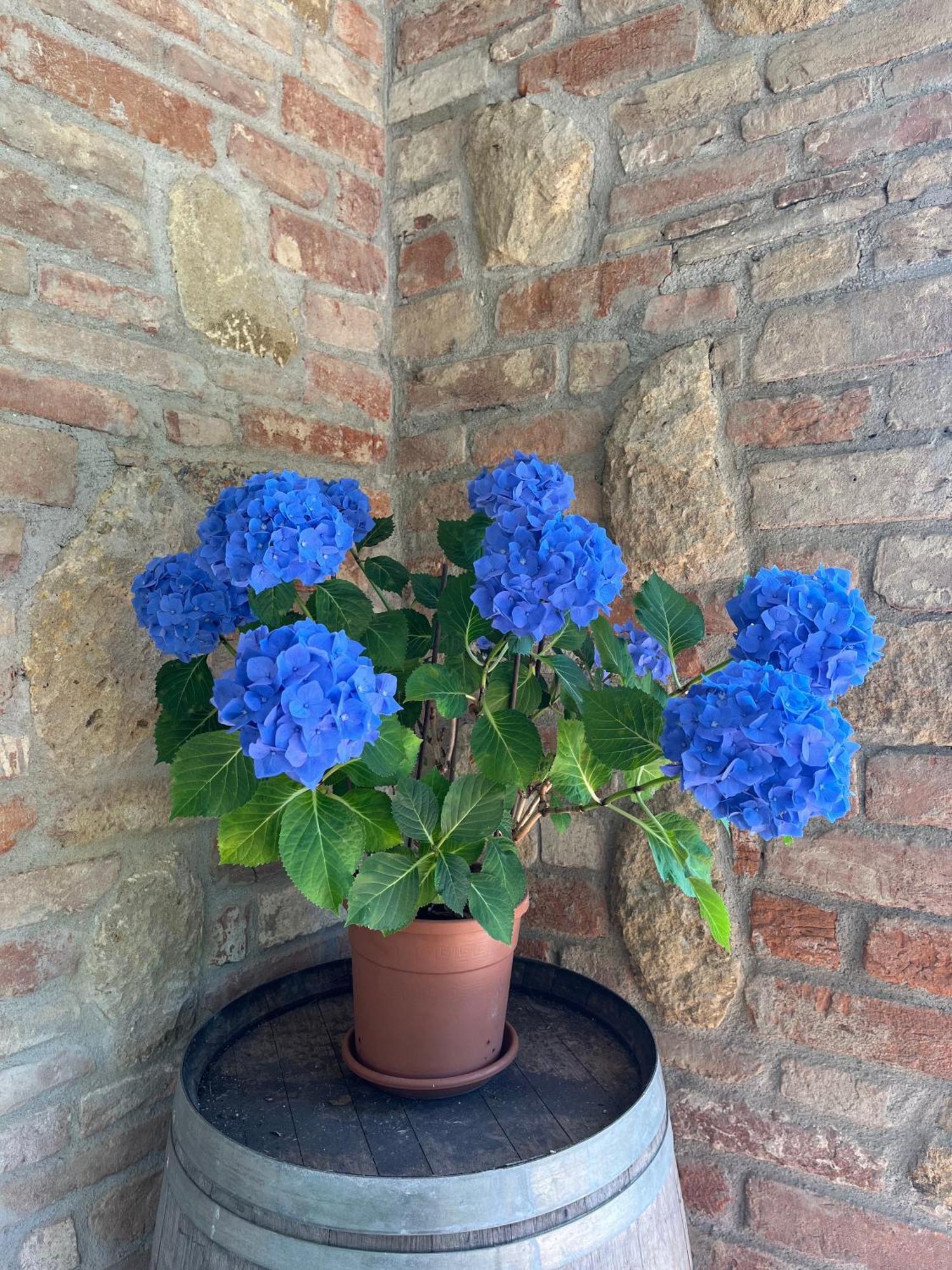 Agriturismo Il Gonzeto, Montepulciano Exterior foto